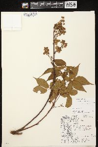 Rubus canadensis image