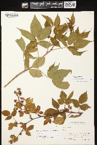 Rubus canadensis image