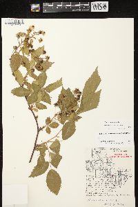 Rubus canadensis image