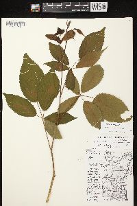 Rubus canadensis image