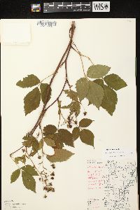 Rubus canadensis image