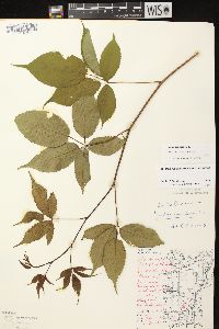 Rubus canadensis image