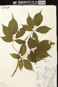 Rubus canadensis image