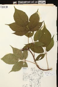 Rubus canadensis image