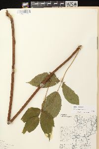 Rubus canadensis image