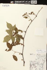 Rubus canadensis image