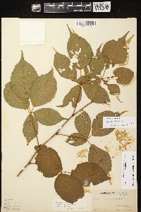 Rubus canadensis image