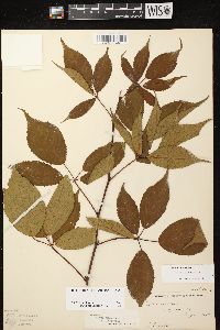 Rubus canadensis image