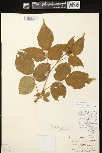 Rubus canadensis image