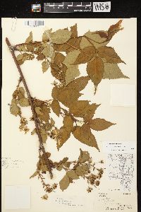 Rubus canadensis image