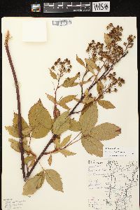 Rubus canadensis image