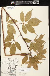 Rubus canadensis image