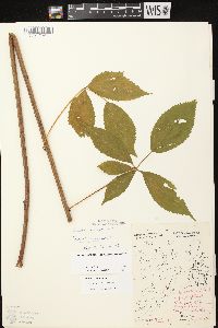 Rubus canadensis image