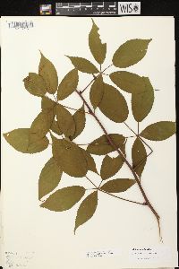 Rubus canadensis image