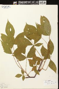 Rubus canadensis image