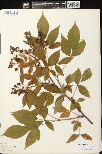 Rubus canadensis image