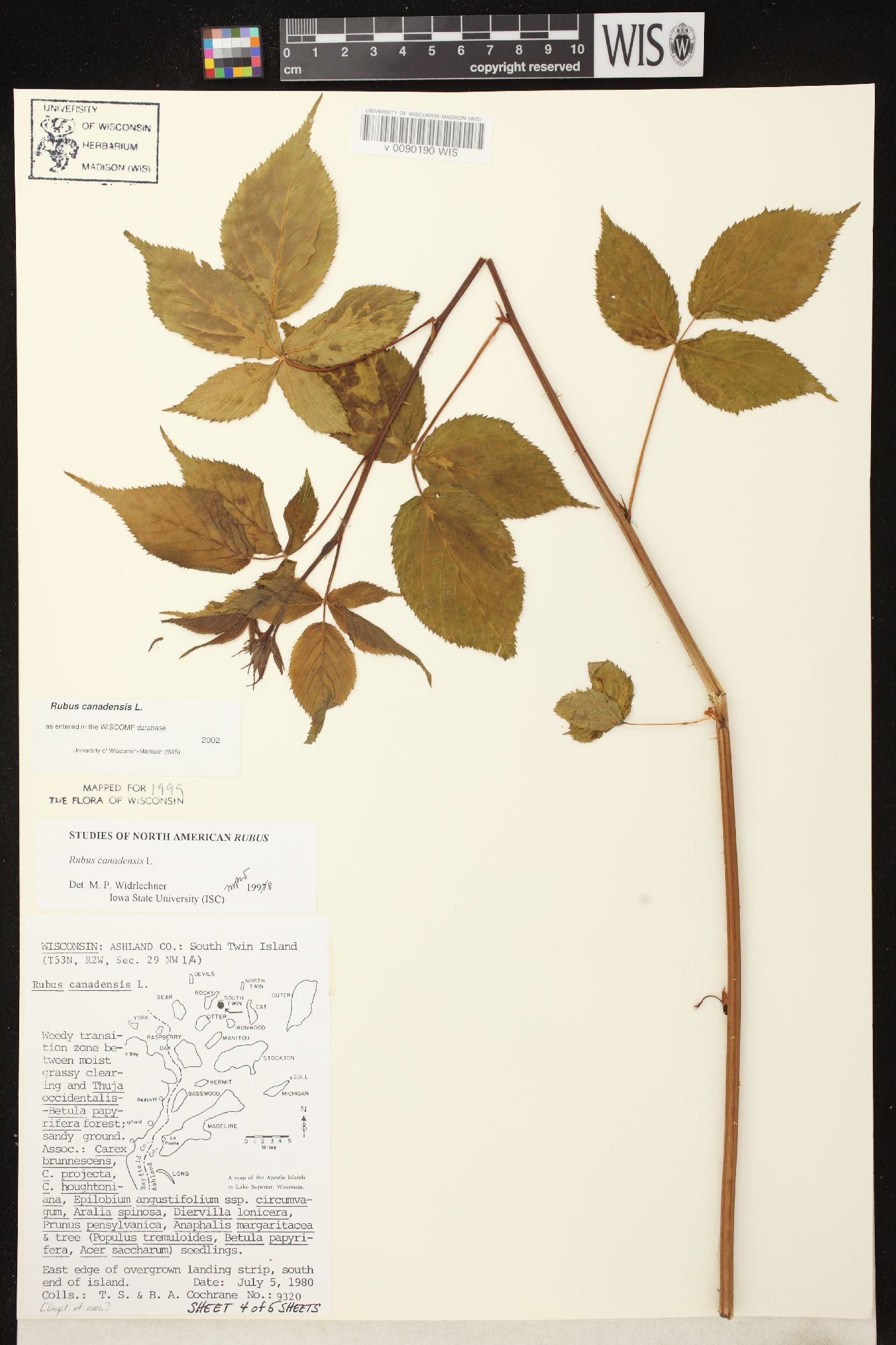 Rubus canadensis image