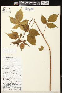 Rubus canadensis image