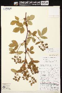 Rubus canadensis image