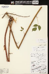 Rubus canadensis image