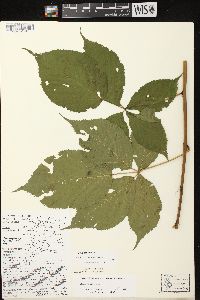 Rubus canadensis image