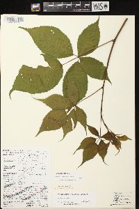 Rubus canadensis image