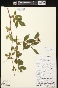 Rubus canadensis image