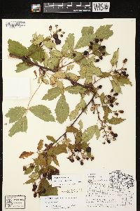 Rubus canadensis image