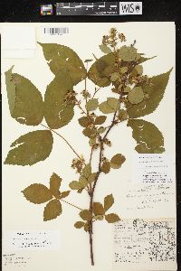 Rubus ablatus image