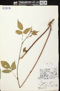 Rubus ablatus image