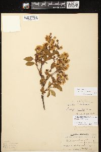 Rubus canadensis image