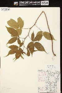 Rubus canadensis image