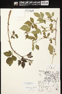 Image of Rubus curtipes