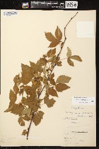 Rubus plicatifolius image