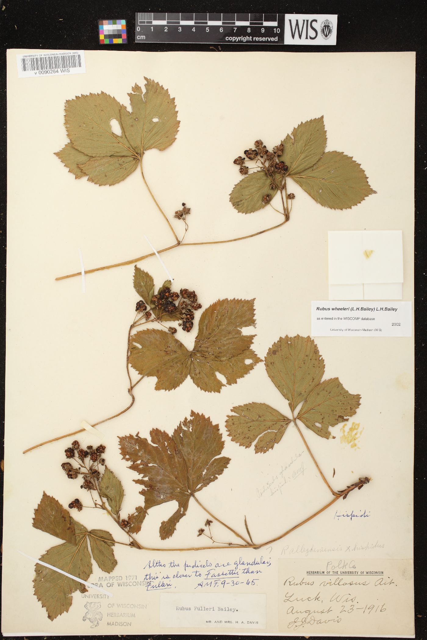 Rubus wheeleri image
