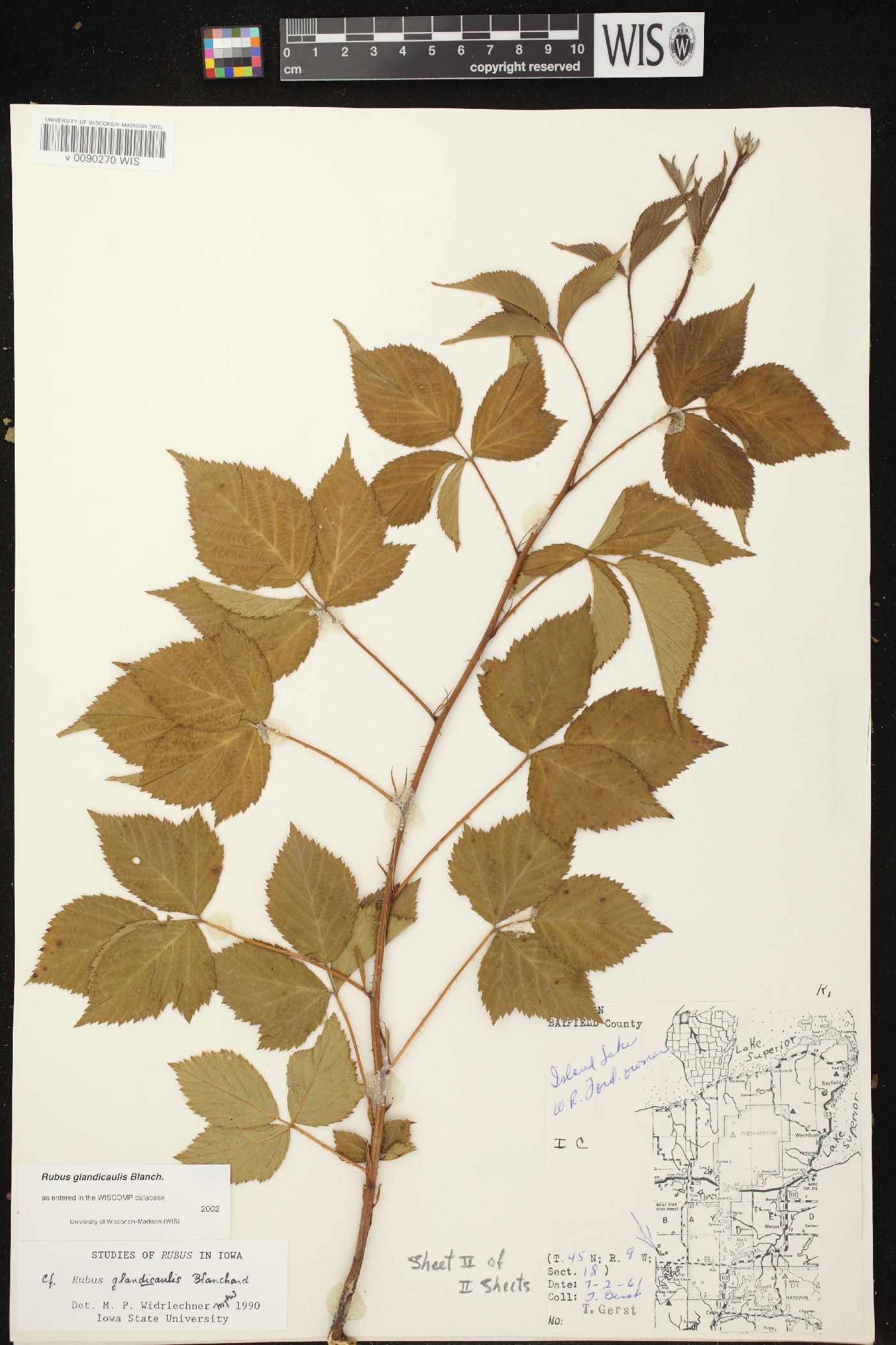 Rubus glandicaulis image