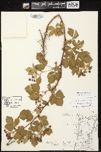 Rubus glandicaulis image