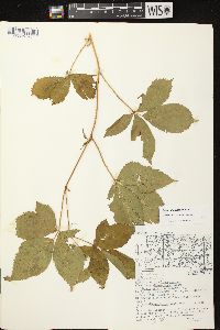 Rubus glandicaulis image