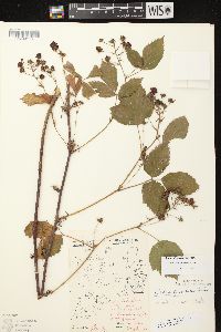 Rubus glandicaulis image