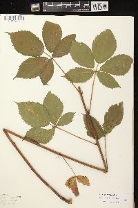 Rubus glandicaulis image