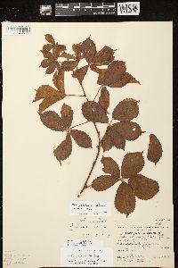 Image of Rubus groutianus
