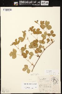 Rubus hispidus image