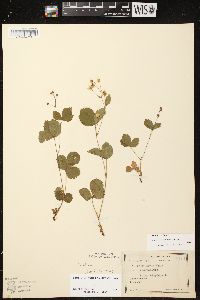 Rubus hispidus image