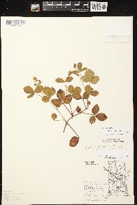 Rubus hispidus image