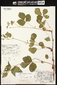 Rubus fulleri image