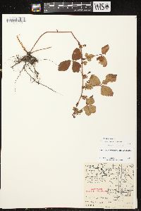 Rubus hispidus image