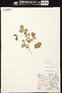 Rubus hispidus image