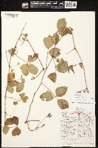 Rubus hispidus image