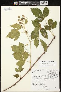 Rubus recurvans image