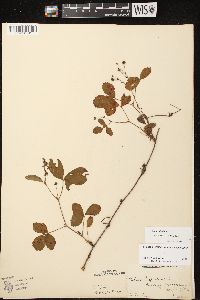 Rubus hispidus image